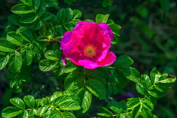 Rosarote Rose Rugosa Blühende Rosa Rugosa Japans Aufstieg Sommerblumen Grüne — Stockfoto