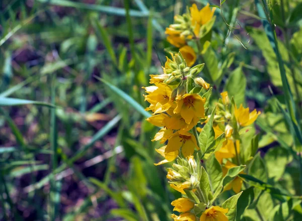 オカトラノオ イワヒメワラビの美しい黄色の不断の花は夏の庭で育つ — ストック写真