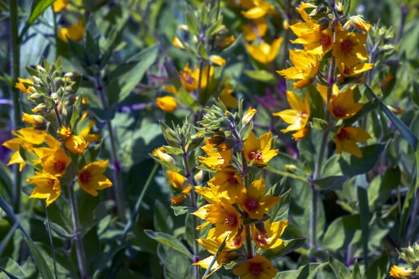 オカトラノオ イワヒメワラビの美しい黄色の不断の花は夏の庭で育つ — ストック写真