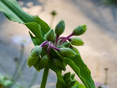 Mavi çiçek Örümcek Ağı ya da Ukrayna 'daki Örümcek Zambağı. Latince adı Tradescantia Kuzey ve Güney Amerika 'ya özgüdür..