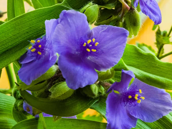 Μπλε Λουλούδι Spider Web Spider Lily Στην Ουκρανία Λατινικό Του — Φωτογραφία Αρχείου