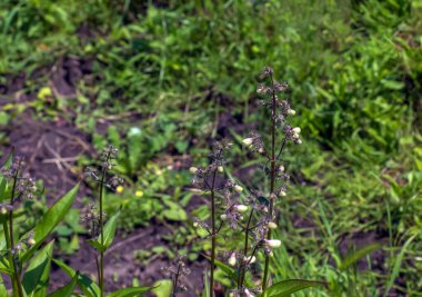 Penstemon frutescens taşlı topraklarda yetişir. Çan şeklinde narin soluk leylak çiçekleri. Yeşil yapraklar. Düşük büyüyen bir Alp bitkisi.