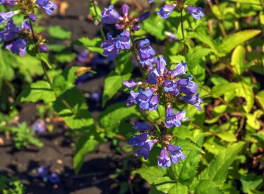 Penstemon frutescens taşlı topraklarda yetişir. Çan şeklinde narin soluk leylak çiçekleri. Yeşil yapraklar. Düşük büyüyen bir Alp bitkisi.