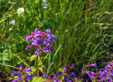 Penstemon frutescens taşlı topraklarda yetişir. Çan şeklinde narin soluk leylak çiçekleri. Yeşil yapraklar. Düşük büyüyen bir Alp bitkisi.