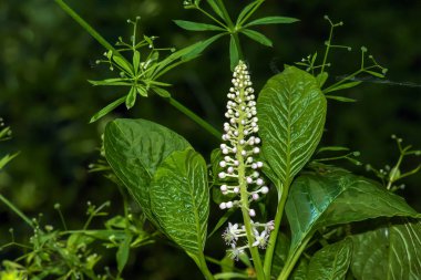 Phytolacca americana L, ayrıca Amerikan pokeweed, poke sallet, yaban mersini ve mürekkep üzümü olarak da bilinir, Phytolaccaceae familyasından zehirli bir bitki türü..