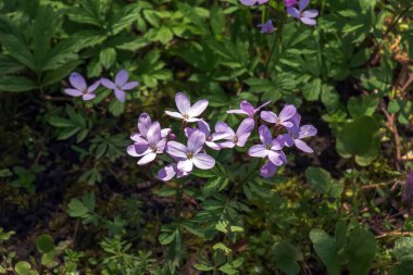 Cardamine pratensis L, bayanın önlük çiçekli bitkisi.