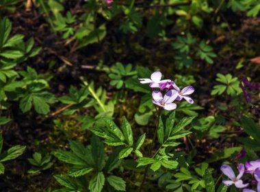 Cardamine pratensis L, lady's smock flowering plant. clipart