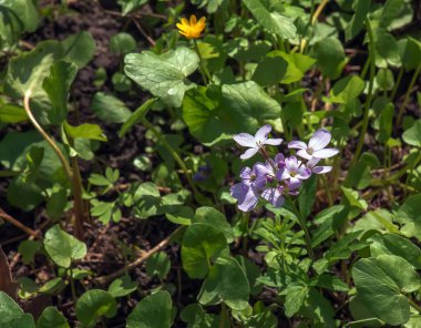 Cardamine pratensis L, bayanın önlük çiçekli bitkisi.