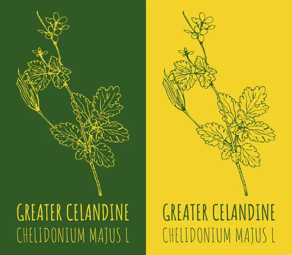 Kórokozó Átvivő Rajzok Nagyszerűek Kézzel Rajzolt Illusztráció Latin Neve Chelidonium — Stock Vector
