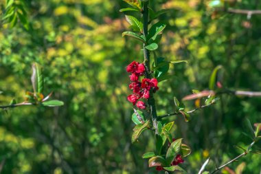 Latin ayva çiçekli Japon süslemeleri bahçede kırmızı çiçeklerle açar.