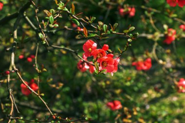 Latin ayva çiçekli Japon süslemeleri bahçede kırmızı çiçeklerle açar.