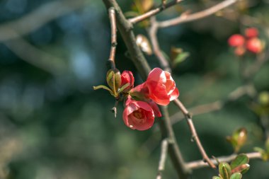 Latin ayva çiçekli Japon süslemeleri bahçede kırmızı çiçeklerle açar.