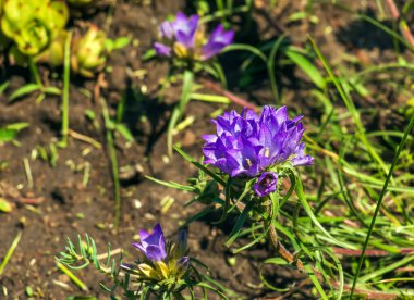 Latin Edraianthus 'da cüce çan çiçekleri Dnipro, Ukrayna' daki botanik bahçesinde serpilmiştir..