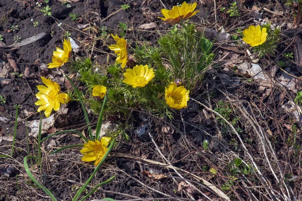 Fasanenauge Oder Gelbes Fasanenauge Lateinisch Adonis Vernalis Blüht Frühlingsgarten — Stockfoto