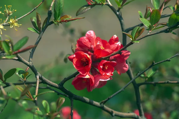 Japońskie Ozdobne Pigwy Łacińskiej Chaenomeles Kwitnie Ogrodzie Czerwonymi Kwiatami — Zdjęcie stockowe