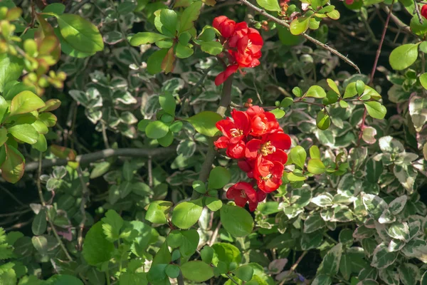 Japanische Zierquitte Lateinisch Chaenomeles Blüht Garten Mit Roten Blüten — Stockfoto
