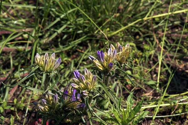 Dwarf Bluebells Latin Edraianthus Serpyllifolia Blooms Botanical Garden Dnipro Ukraine — Stock Photo, Image