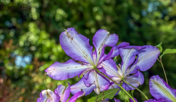 Closeup of Clematis viticella or Polish Spirit purple flower in the garden
