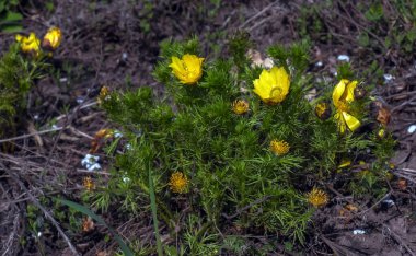 Sülün gözü ya da Latin Adonis vernalis L. 'de sarı sülün gözü bahar bahçesinde açar..