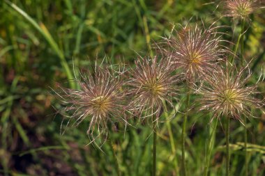 Pulsatilla vulgaris wiky tohum başları yakın çekim