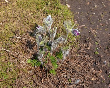 Baharda bahçede güzel Pulsatilla vulgaris. Pulsatilla vulgaris, Ranunculaceae familyasına ait çiçekli bir bitki türüdür..