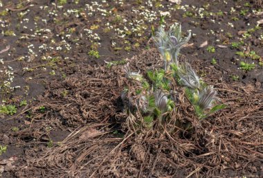 Baharda bahçede güzel Pulsatilla vulgaris. Pulsatilla vulgaris, Ranunculaceae familyasına ait çiçekli bir bitki türüdür..