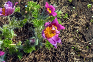 Baharda bahçede güzel Pulsatilla vulgaris. Pulsatilla vulgaris, Ranunculaceae familyasına ait çiçekli bir bitki türüdür..