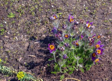 Baharda bahçede güzel Pulsatilla vulgaris. Pulsatilla vulgaris, Ranunculaceae familyasına ait çiçekli bir bitki türüdür..