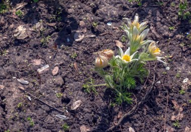 Baharda bahçede güzel Pulsatilla vulgaris. Pulsatilla vulgaris, Ranunculaceae familyasına ait çiçekli bir bitki türüdür..