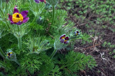 Baharda bahçede güzel Pulsatilla vulgaris. Pulsatilla vulgaris, Ranunculaceae familyasına ait çiçekli bir bitki türüdür..