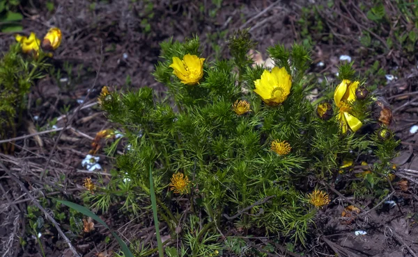 Œil Faisan Œil Faisan Jaune Latin Adonis Vernalis Blooms Spring — Photo