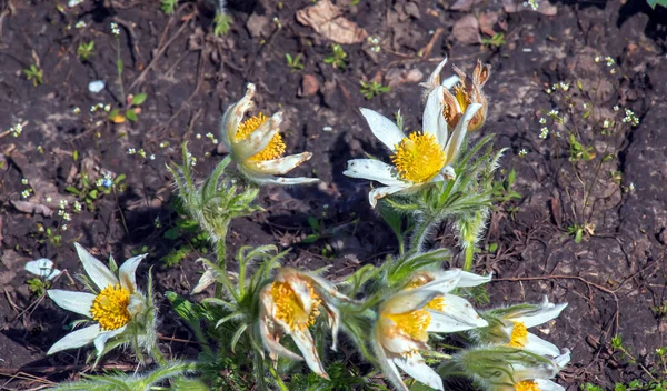 Beautiful Pulsatilla Vulgaris Garden Spring Pulsatilla Vulgaris Pasqueflower Species Flowering — Stock Photo, Image
