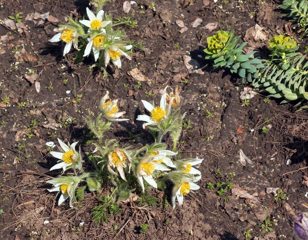 Baharda bahçede güzel Pulsatilla vulgaris. Pulsatilla vulgaris, Ranunculaceae familyasına ait çiçekli bir bitki türüdür..