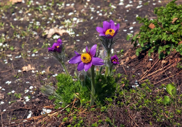 春には庭の美しいプルサッラのハゲワシ パスラ ヴァルガリス Pulsatlla Valgaris バターカップ科ランヌクラゲ属に属する開花植物の一種です — ストック写真