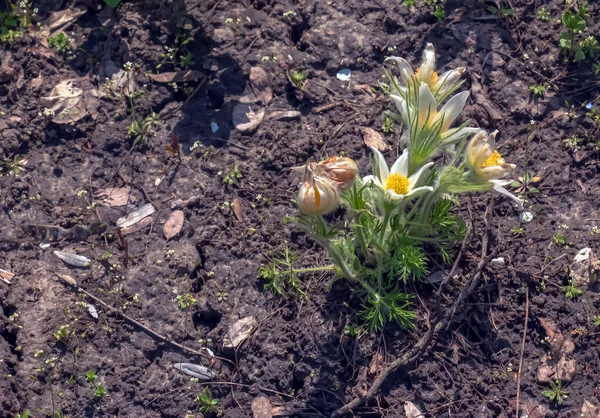 Beautiful Pulsatilla Vulgaris Garden Spring Pulsatilla Vulgaris Pasqueflower Species Flowering — Stock Photo, Image