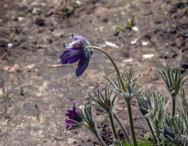 春には庭の美しいプルサッラのハゲワシ パスラ ヴァルガリス Pulsatlla Valgaris バターカップ科ランヌクラゲ属に属する開花植物の一種です — ストック写真