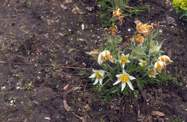 Piękne Pulsatilla Vulgaris Ogrodzie Wiosną Pulsatilla Vulgaris Pasqueflower Gatunek Rośliny — Zdjęcie stockowe