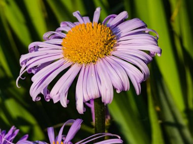 Aster alpinus L. Alp papatyası. Bahçedeki güzel mor çiçek.