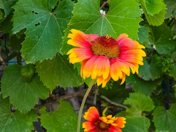 Όμορφη Από Gaillardia Aristata Λουλούδι Επιλεκτική Εστίαση Στο Πράσινο Θολή — Φωτογραφία Αρχείου