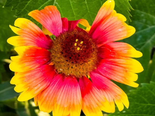 Όμορφη Από Gaillardia Aristata Λουλούδι Επιλεκτική Εστίαση Στο Πράσινο Θολή — Φωτογραφία Αρχείου