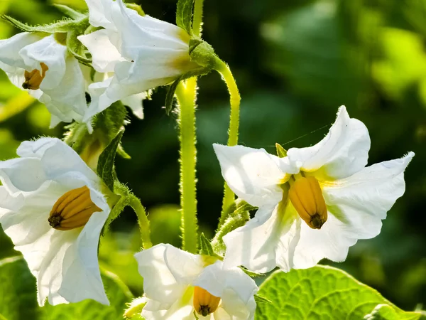 Virágzó Burgonya Burgonyavirág Napfényben Virágzik Növényben Fehér Burgonyavirág Tanyán Közelkép — Stock Fotó