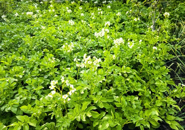 Burgonya Virágzik Növekedés Során Egy Mezőgazdasági Területen Egy Burgonyanövény Nyáron — Stock Fotó
