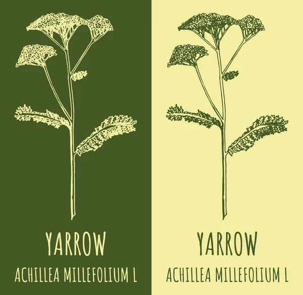 Rajzok Közös Fonalból Kézzel Rajzolt Illusztráció Latin Név Achillea Millefolium — Stock Fotó