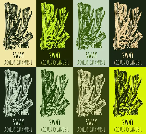 stock image Set of drawing of sway or muskrat root in various colors. Hand drawn illustration. Latin name ACORUS CALAMUS L.