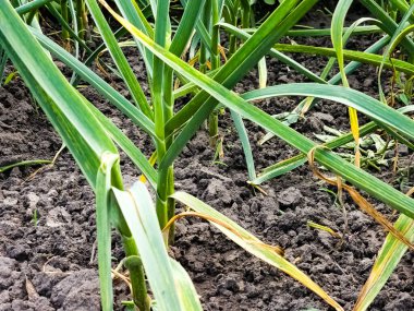 Bahçe yatağında sarımsak yetişiyor. Birkaç sıra sarımsaklı tarım sahası.