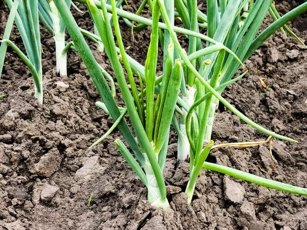 Green fresh long onion grows in the garden. Edible plant, nature, cultivation. Close-up photography, gardening.