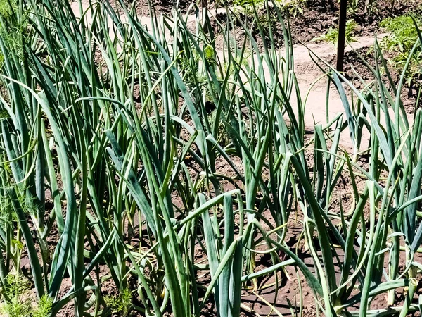 Green Fresh Long Onion Grows Garden Edible Plant Nature Cultivation — Stock Photo, Image