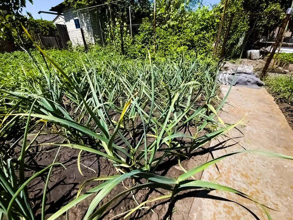 Garlic Grows Garden Bed Agricultural Field Several Rows Garlic — Stock Photo, Image