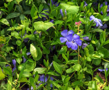 Küçük Periwinkle Variegata. Latince adı Vinca minor Variegata.