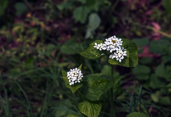 Alliaria Petiolata Nın Beyaz Çiçekleri Alliaria Petiolata Hardal Familyasından Bir — Stok fotoğraf